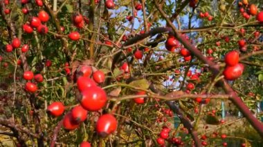 Sonbahar dikenli çalılar bir sürü parlak kırmızı sağlıklı böğürtlenlerle saçılmış. Crataegus monogyna. Yakın plan..