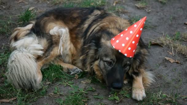 Mongrel shaggy hond met verjaardagskap ligt op gras in de achtertuin. Close-up. — Stockvideo