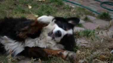 Bernese Dağ Köpeği komik debeleniyor ve arka bahçede kendi kendine oynuyor. Yakın plan..