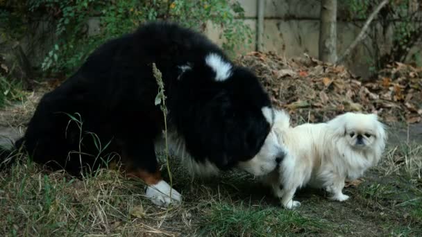 Grote zwarte hond Berner Mountain Dog met interesse snuift en likt onder de staart van kleine witte pekingese hond. Close-up. — Stockvideo