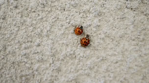 Två nyckelpigor, röda i svart fläck, krypa på putsad betongvägg. Insekter, miljö. Selektivt fokus. Närbild. — Stockvideo