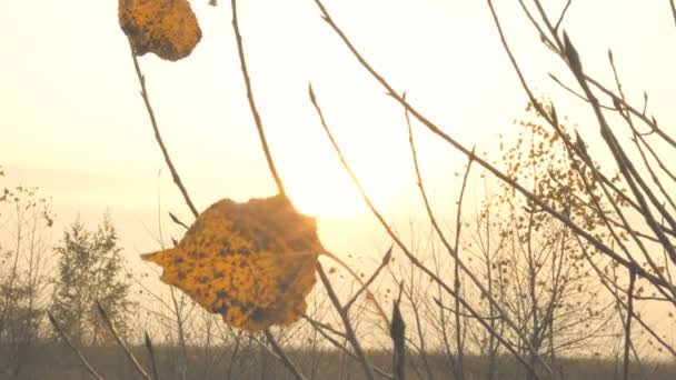 Vista de outono. Folhas amarelas secas balançando no vento no galho da árvore no pôr do sol no campo. Espaço para cópia. Close-up . — Vídeo de Stock