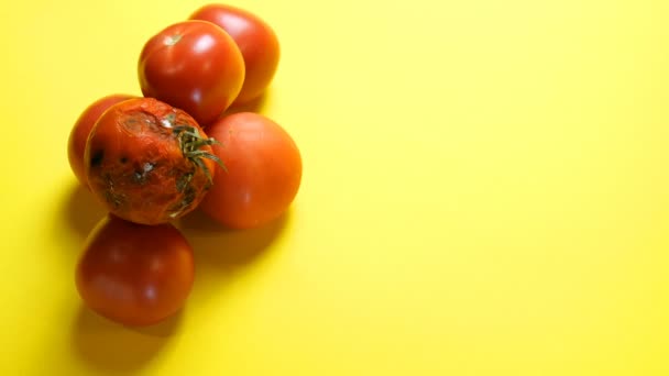 Tomates maduros y un tomate podrido sobre fondo amarillo. La mano humana cambia tomate podrido por uno bueno. Concepto de cambio de viejo a nuevo o estropeado a bueno, desarrollo y mejora . — Vídeo de stock