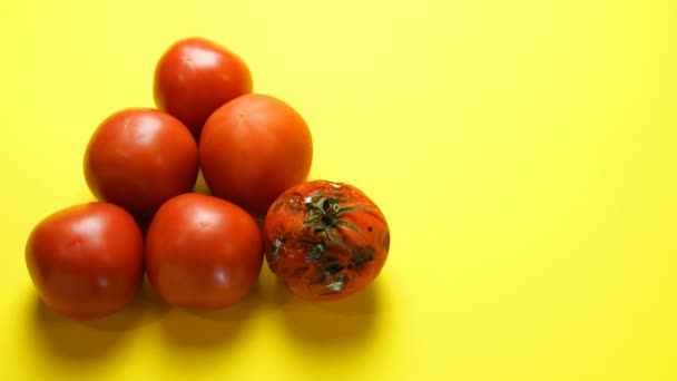 黄色の背景にトマトと腐ったトマトを熟す。人間の手は腐ったトマトを良いものに変えます。古いものから新しいものへ、あるいは甘やかされたものから良いものへ、発展と改善の概念. — ストック動画