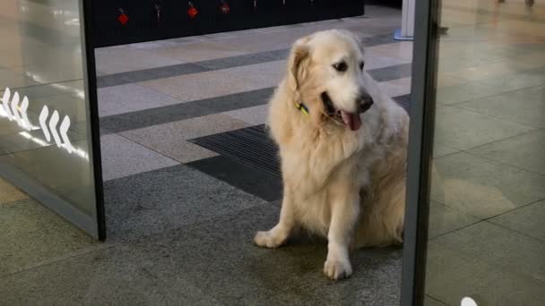 Hunden Väntar Sin Ägare Vid Butikernas Entrédörrar Som Öppnas Och — Stockvideo