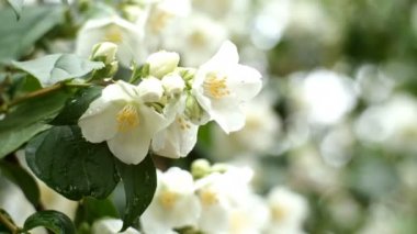 Yasemin ya da Jasminum 'un beyaz çiçekleri ilkbaharda hafif rüzgarda çalılıklarda sallanır. Yakın plan..