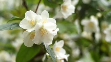 Yasemin ya da Jasminum 'un beyaz çiçekleri ilkbaharda hafif rüzgarda çalılıklarda sallanır. Yakın plan..