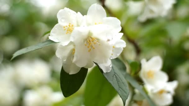 Fiori bianchi di gelsomino o Jasminum officinale oscillano su cespuglio in vento leggero in primavera. Primo piano . — Video Stock