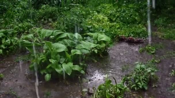 Fuertes chorros de agua de lluvia caen sobre hierba, suelo y plantas ornamentales en el jardín o en el patio trasero del edificio residencial. Plan medio . — Vídeos de Stock