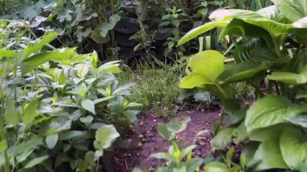 Tumbuh dengan tanaman, ditinggalkan, tak terawat, taman tua atau halaman belakang. Tanaman yang tidak dibudidayakan rumput di hutan atau di alam. Fokus yang lembut. Latar belakang alam abstrak. Close-up. — Stok Video