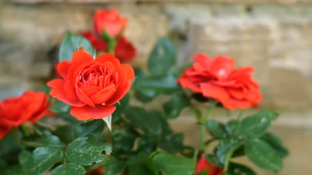 Hermosa rosa roja en el rosal se balancea en el viento. Primer plano . — Vídeos de Stock