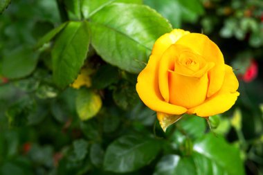 Yazın bahçedeki çalılıklarda tek güzel, taze, sarı gül açar. Bir çiçekli kafa. Seçici odaklanma. Uzayı metin için kopyala. Yakın plan. Açık havada..
