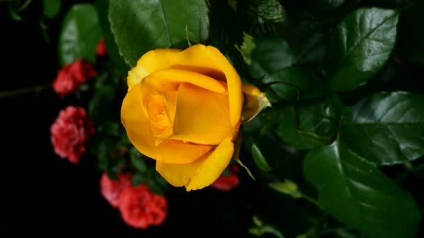 Une seule belle rose jaune fraîche fleurit sur le buisson dans le jardin en été balançant sur le vent. Un capitule. Concentration sélective. Format vertical. Gros plan. — Video