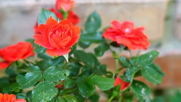 Hermosa rosa roja en el rosal se balancea en el viento. Primer plano . — Vídeos de Stock