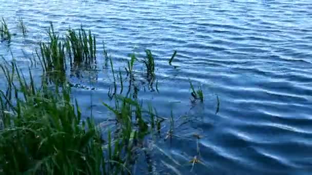 Lake or pond with ripples on water and growing reeds and grass. Beauty in nature. Close-up. — Stock Video