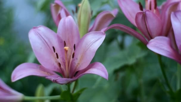 Lilia ogrodowa lub lilium bulbiferum kołysze się na wietrze w ogrodzie lub na podwórku. Zbliżenie. — Wideo stockowe