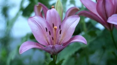 Bahçe zambağı ya da Lilium soğanı bahçede ya da arka bahçede rüzgarda sallanır. Yakın plan..