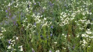 Birçok küçük papatya kır çiçekleri çayırlarda yetişir ve rüzgarda sallanır. Yaz manzarası. Seçici odaklanma. Ön plana odaklan. Yakın plan..