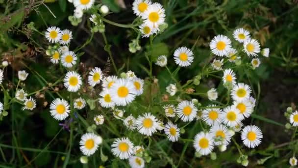 Många små tusensköna vilda blommor växer på ängen och svajar i vinden. Sommarlandskap. Högst upp. Ett platt ligg. Närbild. — Stockvideo