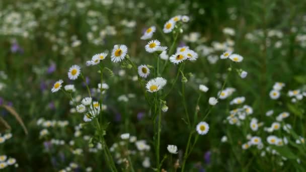 Banyak bunga liar kecil daisy tumbuh di padang rumput dan bergoyang dalam angin. Pemandangan musim panas. Fokus selektif. Fokus ke depan. Close-up. — Stok Video