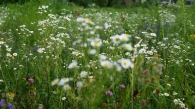 Birçok küçük papatya kır çiçekleri çayırlarda yetişir ve rüzgarda sallanır. Yaz manzarası. Seçici odaklanma. Geçmişe odaklan. Yakın plan..