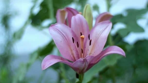 Lírio de jardim ou Lilium bulbiferum oscila no vento no jardim ou no quintal. Close-up . — Vídeo de Stock