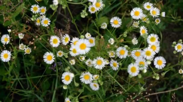 Molti piccoli fiori selvatici margherita crescono nel prato e ondeggiano nel vento. Paesaggio estivo. Vista dall'alto. Piatto. Primo piano. — Video Stock