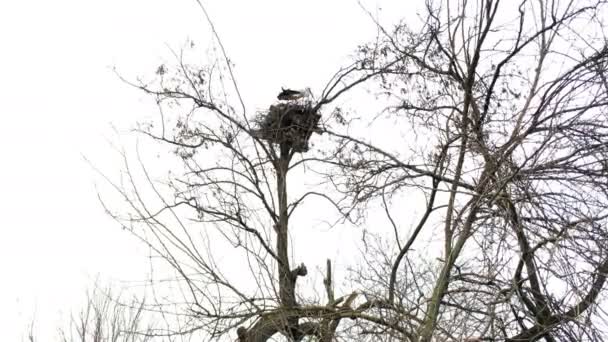 単独のコウノトリは、背の高い大きな木に位置して、その巣の中に立っています。空と雲を背景に。計画全体. — ストック動画