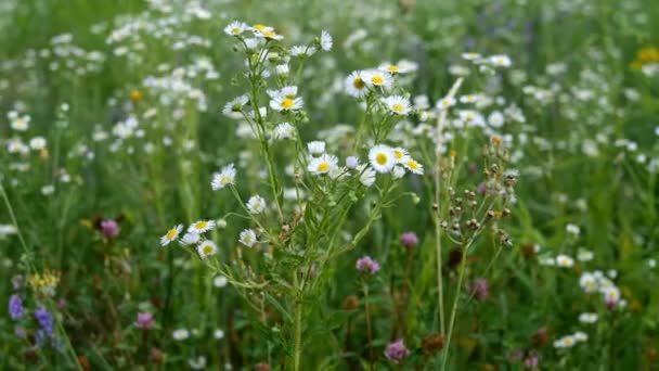 多くの小さなデイジーの野生の花は牧草地で成長し、風に揺れる。夏の風景。選択的フォーカス。前景の焦点。閉鎖. — ストック動画