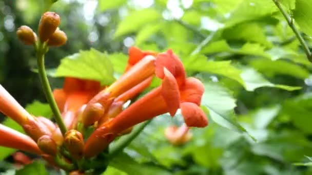 Kepala bunga tropis campsis radikal bunga, sapi gatal anggur, kolibri anggur, terompet menjalar warna merah berayun pada angin di kebun atau halaman belakang. Fokus selektif. Close-up. — Stok Video