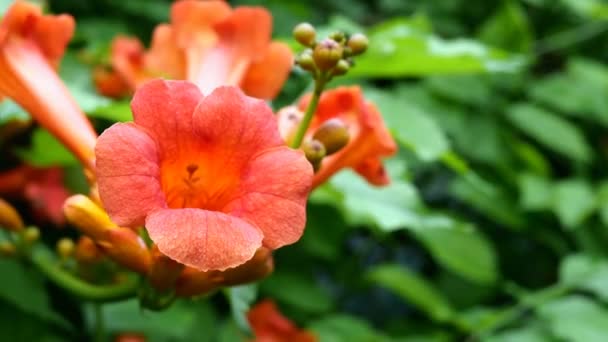 Cabeza de la flor de los radicales campsis de flores tropicales, la vaca pica la vid, la vid colibrí, trompeta enredadera de color rojo balanceo en el viento en el jardín o patio trasero. Enfoque selectivo. Primer plano . — Vídeos de Stock