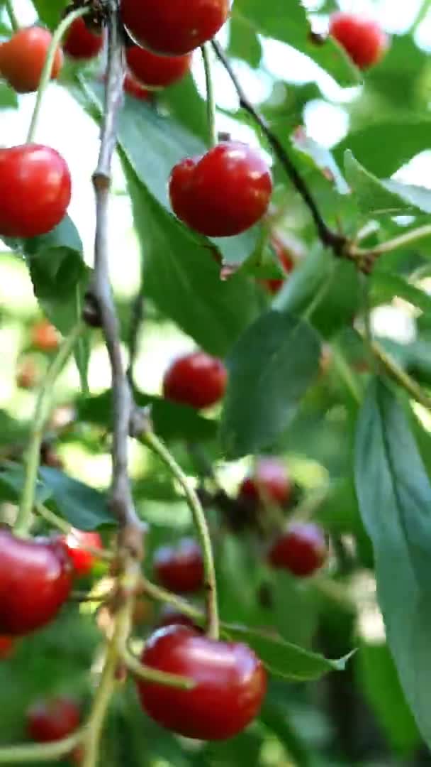 Several of ripe red cherry berries hanging on tree branchs swinging on breeze in summer day in garden in farm yard. Natural lighting. Bokeh. Vertical video. Close-up. — Stock Video