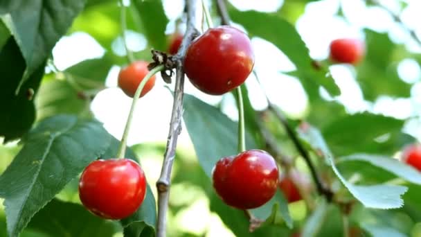 Mehrere reife rote Kirschbeeren hängen an den Zweigen der Bäume, die an Sommertagen im Garten auf dem Hof im Wind schwingen. Natürliches Licht. Bokeh. Nahaufnahme. — Stockvideo