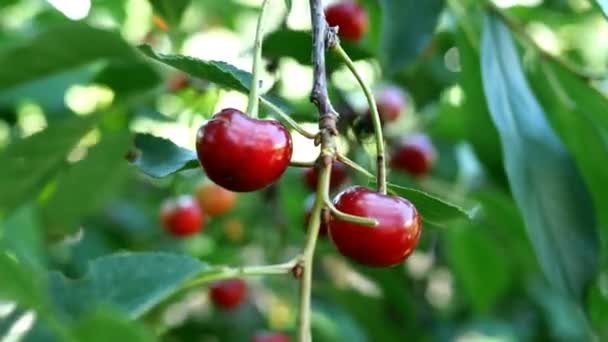 Varias de las bayas rojas maduras de la cereza que cuelgan en las ramas del árbol que se balancean en la brisa en el día de verano en el jardín en el patio de la granja. La iluminación natural. Bokeh. Primer plano . — Vídeos de Stock