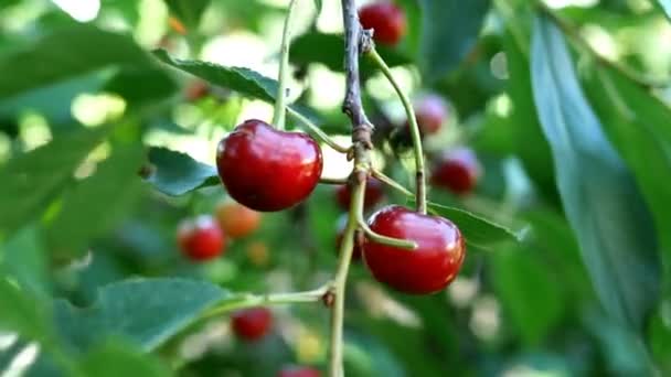 Plusieurs des baies mûres de cerise rouge accroché sur les branches d'arbre oscillant sur la brise dans la journée d'été dans le jardin dans la cour de la ferme. Éclairage naturel. Bokeh. Gros plan. — Video