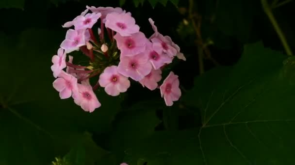 Ανθισμένα Βιολετί Λουλούδια Κήπων Phlox Phlox Paniculata Γένος Ανθοφόρων Ποωδών — Αρχείο Βίντεο