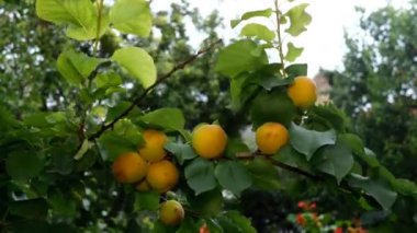 Olgun kayısı meyveleri yaprak dalında asılı ve rüzgarda sallanıyor. Bahçede ya da arka bahçede. Yakın plan. Açık havada..