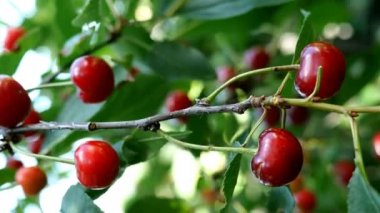 Birkaç tane olgun kırmızı kiraz ağacı dallarında asılı, yaz günü çiftlik bahçesinde rüzgarda savruluyor. Doğal ışıklandırma. Bokeh. Dikey video. Yakın plan. Açık havada..