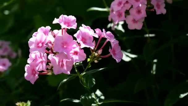 Ανθισμένα Βιολετί Λουλούδια Κήπων Phlox Phlox Paniculata Γένος Ανθοφόρων Ποωδών — Αρχείο Βίντεο