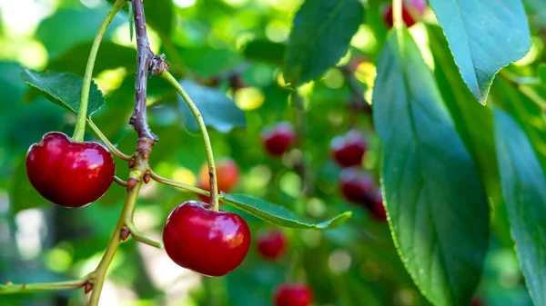 Two Ripe Red Cherry Berries Hanging Tree Branches Summer Day — Stock Photo, Image