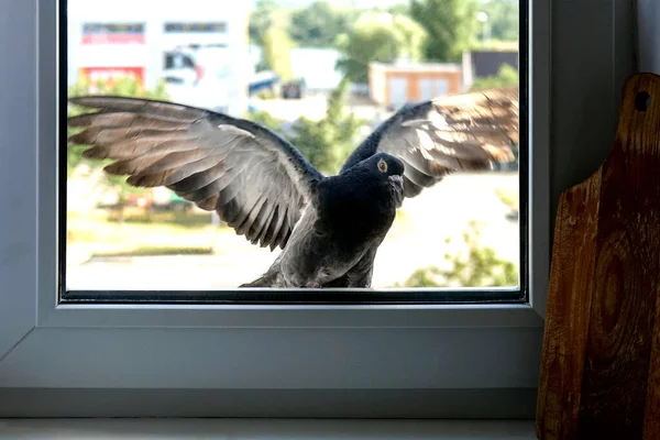 Güvercin Uçmuş Bir Yerleşim Yerindeki Bir Apartmanın Mutfağının Camına Çarpmış — Stok fotoğraf