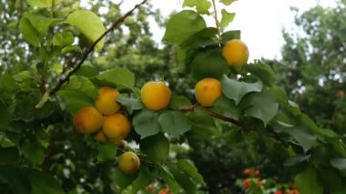 Olgun kayısı meyveleri yaprak dalında asılı ve rüzgarda sallanıyor. Bahçede ya da arka bahçede. Yakın plan. Açık havada..