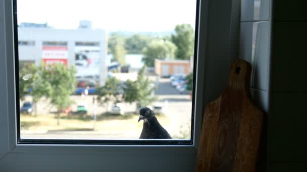面白い好奇心鳩は窓辺を散歩し 住宅の建物内の都市のアパートの台所に窓を通して見ています 中期計画 都会の風景 — ストック動画