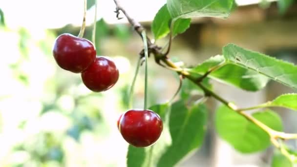 果樹園の庭で夏の日に風に揺れる木の枝にぶら下がっている熟した赤いチェリーベリーのいくつか 自然光よ 接近中だ — ストック動画