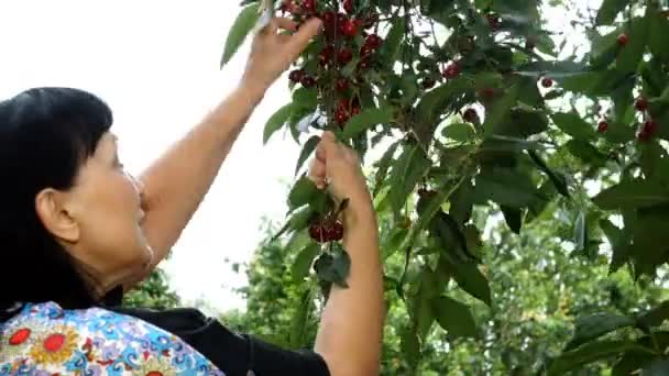 Colheita Cerejas Jardim Mulheres Adultas Maduras Mãos Pegando Bagas Cereja — Vídeo de Stock