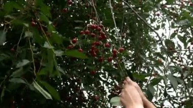 Bahçede kiraz topluyorum. Yazın meyve bahçesindeki kiraz ağacından çiğ kırmızı kiraz meyvesi toplayan insan elleri. Seçici odaklanma. Yakın plan. Açık havada..