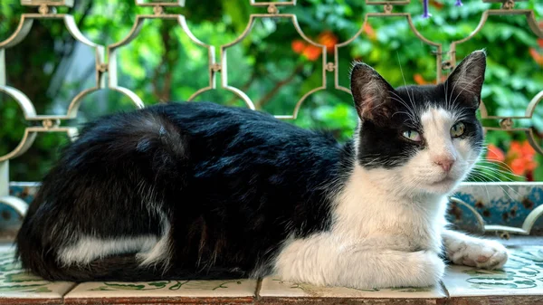 Retrato Gato Doméstico Blanco Negro Que Está Con Los Ojos — Foto de Stock