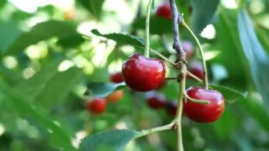 Birkaç tane olgun kırmızı kiraz ağacı dallarında asılı, yaz günü çiftlik bahçesinde rüzgarda savruluyor. Doğal ışıklandırma. Bokeh. Yakın plan..