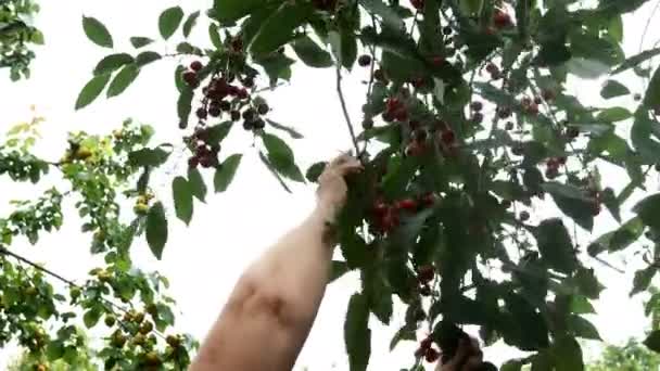Skördar körsbär i trädgården. Mänskliga händer plockar råa mogna röda körsbär från körsbärsträd i fruktträdgården på sommaren. Selektivt fokus. Närbild. — Stockvideo