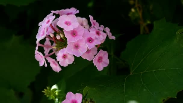 Virágzó lila kerti virágok phlox, Phlox paniculata, nemzetség virágzó lágyszárú növények, befolyásolják a könnyű szél a kertben a zöld levelek között. Nyári dinamikus jelenet. Közelkép. — Stock videók